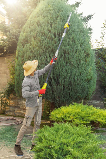 Best Storm Damage Tree Cleanup  in Story City, IA